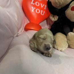 Girl 2 - Cream female Dachshund puppy in Casselberry, Florida from Amore Mini Dachshund Breeders & More