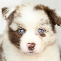 Valkyrie - Red merle female Miniature Australian Shepherd puppy in Ellsinore, Missouri from Shebang Aussies