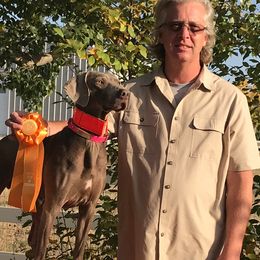 Weimaraners from Greatrock North Weimaraners