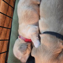 Dachshund Puppies from Rebeka Davy