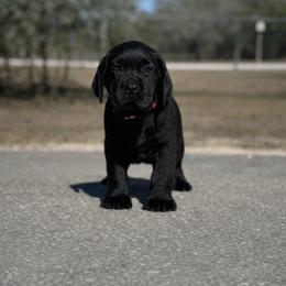 Labrador Retriever Puppies from Lonestar Labradors C&E