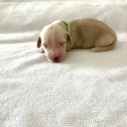 Green - Cream male Dachshund puppy in Silver Springs, Florida from DeMarsh's Dachshunds