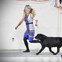 Absinthe - Black female Labrador Retriever puppy in Dixon, California from Rosslyn Labradors (Rose-Line)