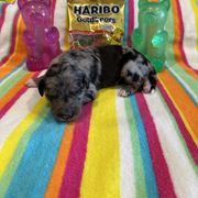 London - Blue merle female Bordoodle puppy in Republic, Missouri from Holland Hilltop Farm