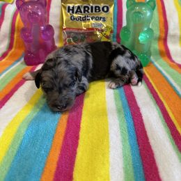 London - Blue merle female Bordoodle puppy in Republic, Missouri from Holland Hilltop Farm