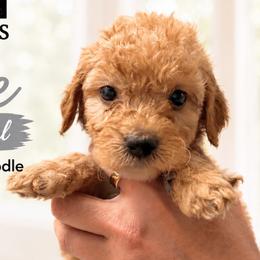 1400.00 Winnie: Gray Collar - Apricot female Goldendoodle puppy in Raceland, Louisiana from Cajun Doodles