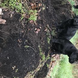 Labrador Retriever Puppies from GreenGate Labs
