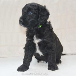 Oak - Black male Goldendoodle puppy in Lancaster, Pennsylvania from Doodles in the Skye