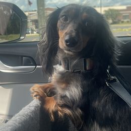 Maggie - Dachshund