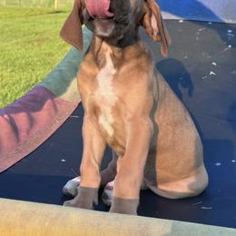 Tequila - Fawn female Great Dane puppy in Wellsville, New York from Prophecy Danes