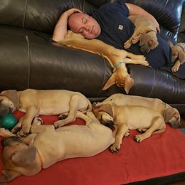 Great Dane Puppies from In The Ruff Great Danes