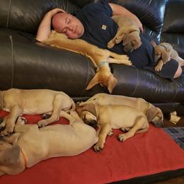 Great Dane Puppies from In The Ruff Great Danes