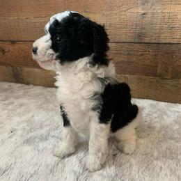 Echo - Parti male Poodle puppy in Haddam, Kansas from Golden B Acres