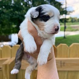 Blue  merle girl 3 - Blue merle female Australian Shepherd puppy in Ashland, Ohio from SS Australian Shepherds