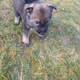 German Shepherd Puppies from Thornock Shepherds