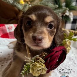 Julep - Chocolate and cream female Dachshund puppy in Fayetteville, West Virginia from Loop Creek Dachshunds