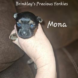 Mona - Black and tan female Yorkshire Terrier puppy in West Plains, Missouri from Brinkley Yorkies