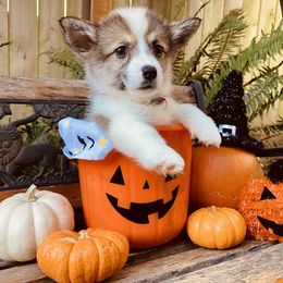 American Corgi and Pembroke Welsh Corgi Puppies from Cascadian Space Coast Corgis LLC