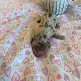 Mercedes-Benz - Dapple female Dachshund puppy in Menifee, California from Dachshunds in SoCal