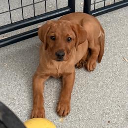 Purple collar - Yellow female Labrador Retriever puppy in Clinton, Tennessee from Summer Rose
