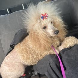 Georgia - Poodle