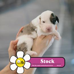 Stock - Blue merle and white male Sheepadoodle puppy in Cleveland, Tennessee from Narrow Path Old English & Sheepadoodles