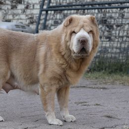 Pumpkin - Chinese Shar-Pei