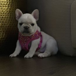 French Bulldog Puppies from Harp Lux Frenchies