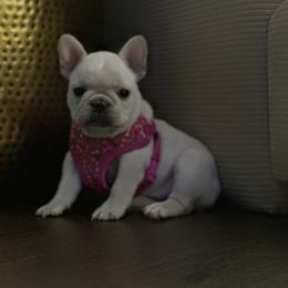 French Bulldog Puppies from Harp Lux Frenchies