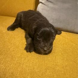 Jessie - Liver female Miniature Schnauzer puppy in Salisbury, North Carolina from Truffle Tail Schnauzers