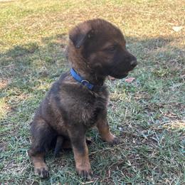 Blue Collar Male - Sable male German Shepherd puppy in Milan, Illinois from Stonewick German Shepherds