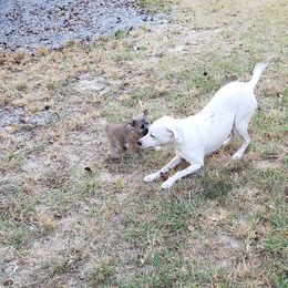 Australian Terrier and Cairn Terrier Puppies from Cedar Forrest Terriers LLC (Cairns & Australian Terriers)