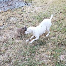 Australian Terrier and Cairn Terrier Puppies from Cedar Forrest Terriers LLC (Cairns & Australian Terriers)