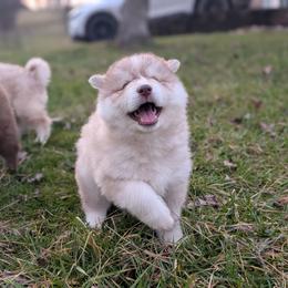 Twix - Red and white male Siberian Husky puppy in Coshocton, Ohio from Wyant Farms