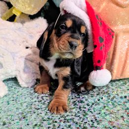 Asa - Black brown and white male Basset Hound puppy in Big Rapids, Michigan from Basket Hound Bassets