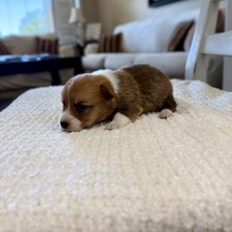 Emma - Red female Pembroke Welsh Corgi puppy in Payson, Utah from Spring Creek Aussies + Corgis
