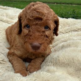 Telemachus - Red  male Goldendoodle puppy in South Fulton, Georgia from Golden Paws Farm