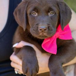 Terk - Chocolate female Labrador Retriever puppy in Ocala, Florida from Moon river Labradors