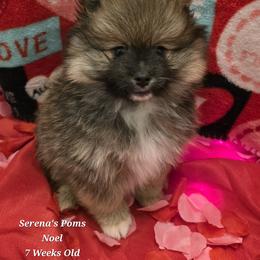 Noel - Cream sable male Pomeranian puppy in Sanford, Florida from Serena's Poms