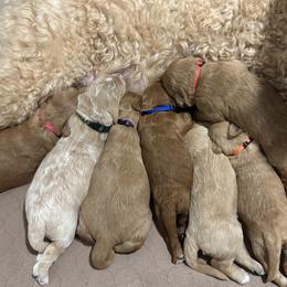 Goldendoodle puppies from Old Line Doodles