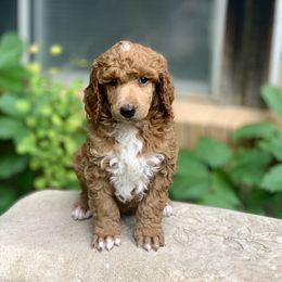 Poodle Puppies from Royal Ridge Poodles