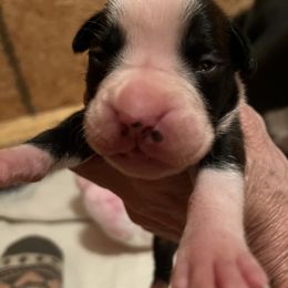Boxer Puppies from Teressa's Boxers