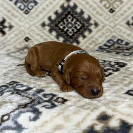Grey Collar Male - Red  male Goldendoodle puppy in Pasadena, Texas from Knightsbane Standard Poodles