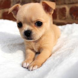 Mango - Fawn female Chihuahua puppy in Forsyth, Georgia from Brooks Grove Canines LLC