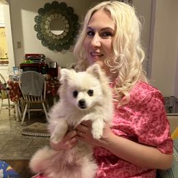 Prue - White female Pomeranian puppy in St. Louis, Missouri from Saint Louis Pomeranian babies