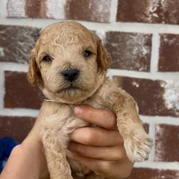 Ammo - Apricot male Goldendoodle puppy in Rienzi, Mississippi from Saddle Hill Farms