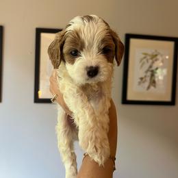 Chestnut - Blenheim male Cavapoo puppy in Bloomfield, New York from Campbell Cavapoos