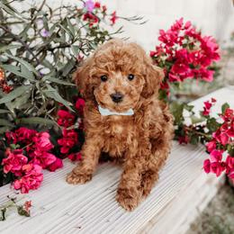 Boy 2 - Red  male Poodle puppy in Las Vegas, Nevada from Vegas Toy Poodles