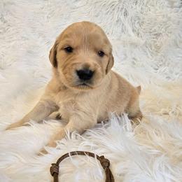 Brown - Rusty - Golden male Golden Retriever puppy in Puyallup, Washington from Daffodil Valley Goldens