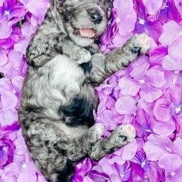 Girl 3 - Blue merle female Bernedoodle puppy in Otisville, Michigan from Danie’s Darling Doodles LLC